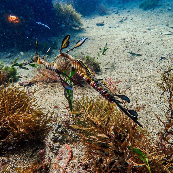 sea dragon.jpg