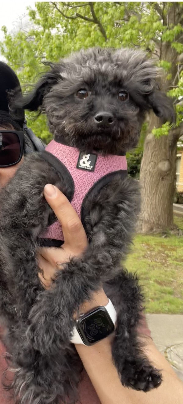 Pepper.jpg